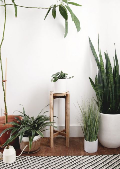 wood plant stand by rug with other plants around it
