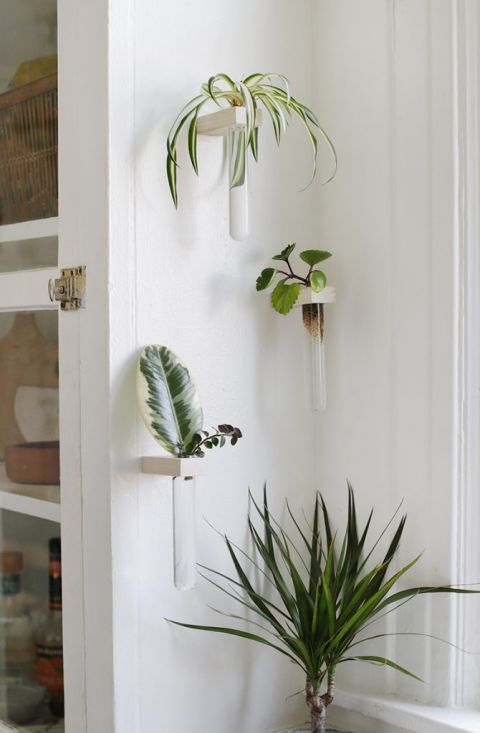 white wall with set of three propagation tubes with plant clippings
