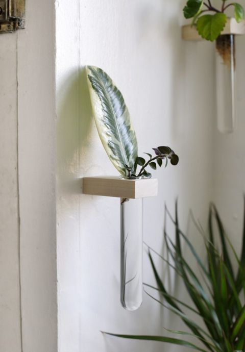 close up of wall propagation tube with greenery