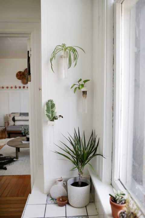 white wall with set of three propagation tubes with plant clippings