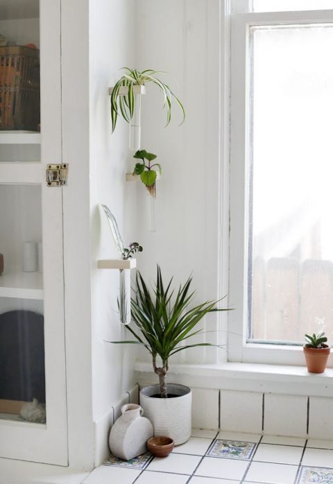 white wall with set of three propagation tubes with plant clippings
