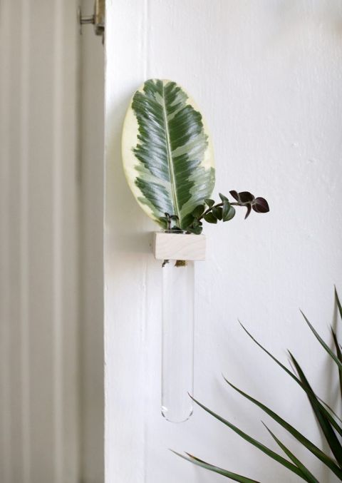 close up of wall propagation tube with greenery