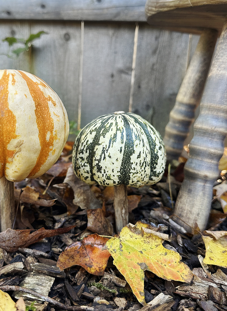 mushroom pumpkin on stick in the ground around fall leaves