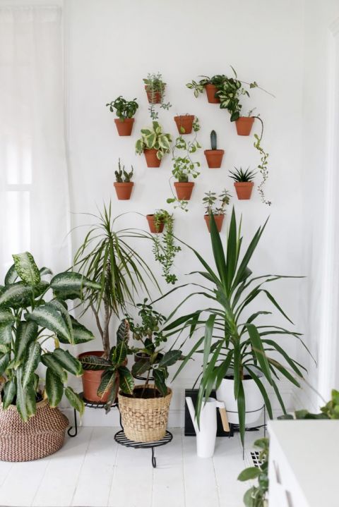 plant wall surrounded by potted plants