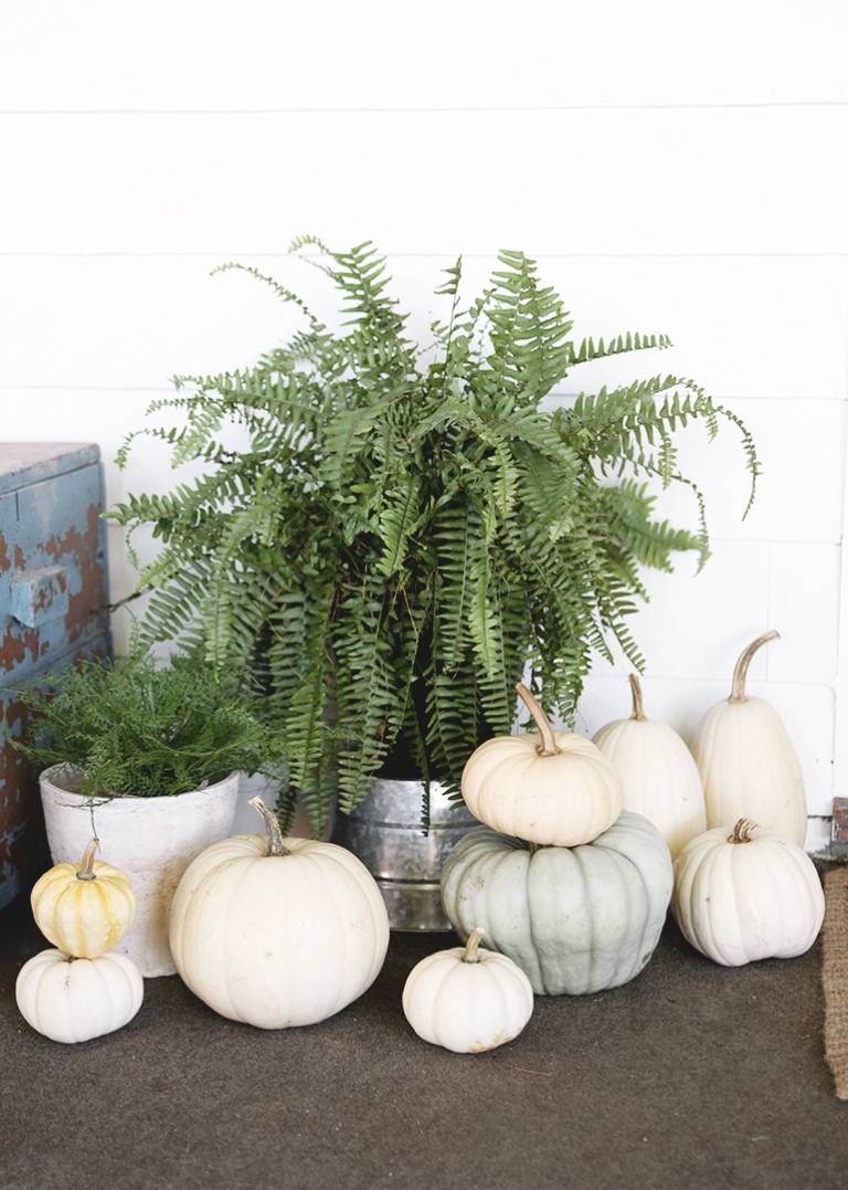 white and blue pumpkins with fern