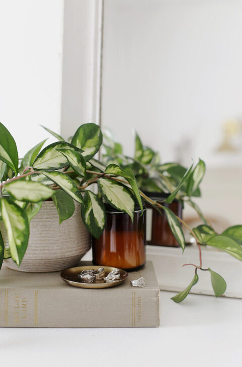 plant, jewelry and candle decor on top of white dresser in front of mirror