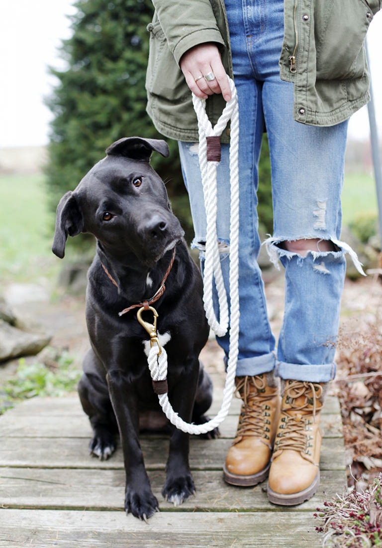 Dog with clearance rope