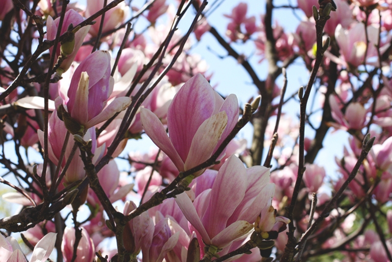 Spring @themerrythought