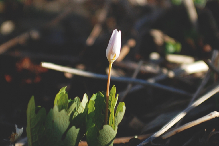 Merry Moments  @themerrythought