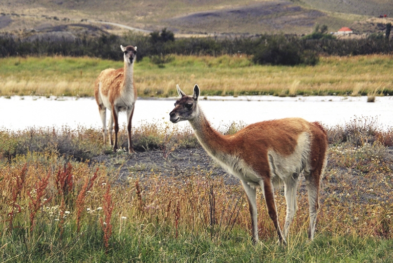 Patagonia - South America @themerrythought