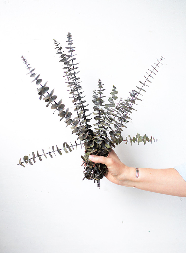 How to Preserve Eucalyptus Simple Way to Preserve Eucalyptus