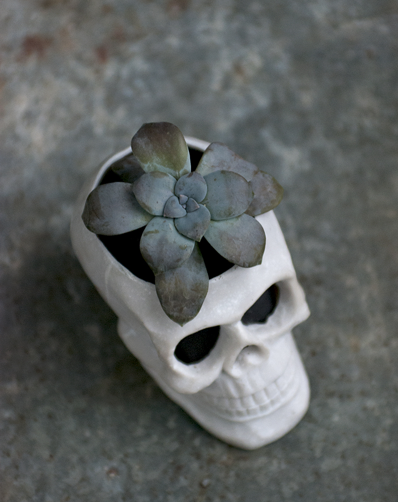 DIY Skull Planter - The Merrythought